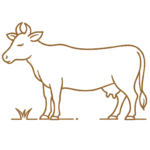 Pure Cow Milk