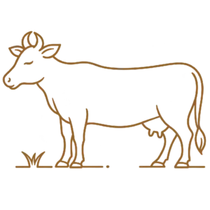 Pure Cow Milk