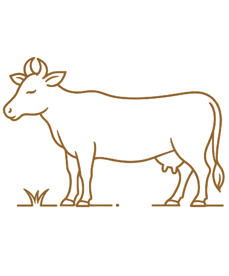 Pure Cow Milk